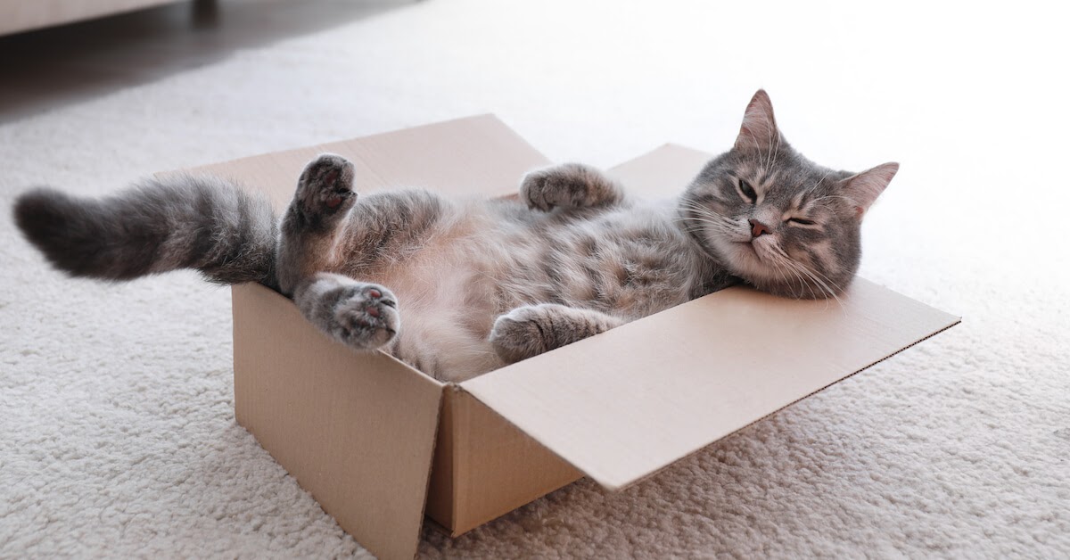Curious Kitties Why Do Cats Like Boxes 